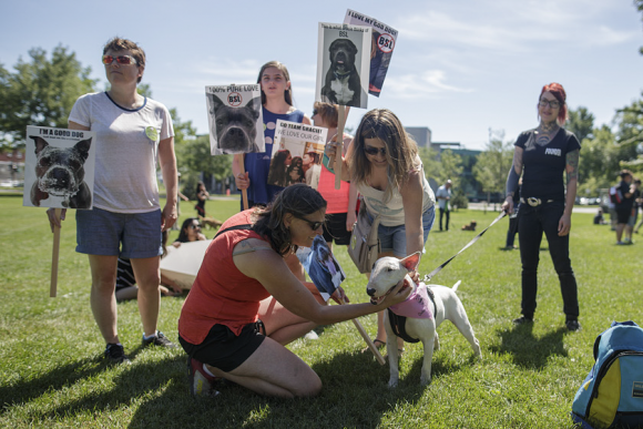 Demonstrators gather in Montreal on July 16, 2016 to protest against the proposed breed-specific ban on pit bull dogs after a series of high profile attacks. (Image: Dario Ayala)