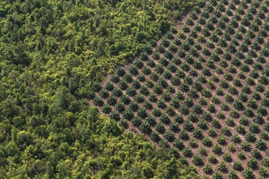 Palm Oil Industry, Wildlife, Destruction, Habitat, Orangutans, Sumatra, Climate change, deforestation, Indonesia, Asia, South America