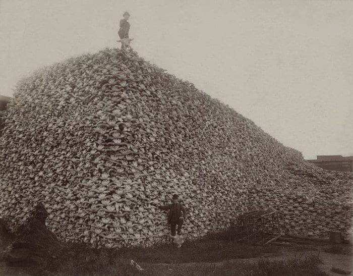 Protecting the buffalo from overhunting in Canada protected a key traditional way of life for Indigenous people on the Prairies.